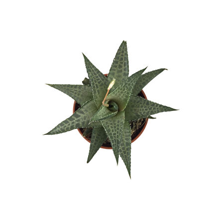 Haworthia Venosa 'Tessellata' (Sukulent)