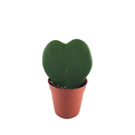 Hoya Kerrii (Mum Çiçeği)