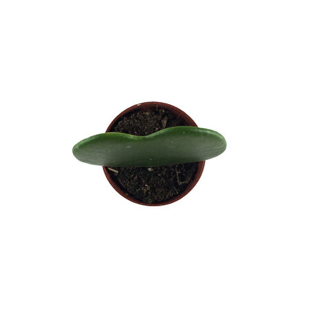 Hoya Kerrii (Mum Çiçeği)