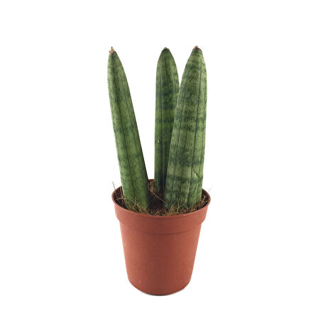 Sansevieria Cylindrica (Paşa Kılıcı)