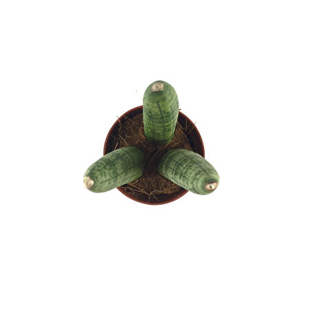 Sansevieria Cylindrica (Paşa Kılıcı)