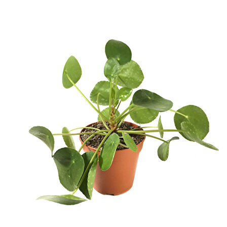 Pilea Peperomioides (Para Çiçeği)
