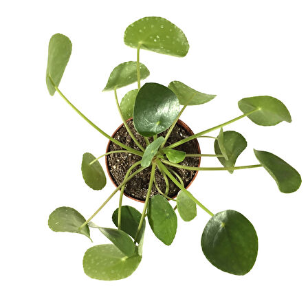 Pilea Peperomioides (Para Çiçeği)