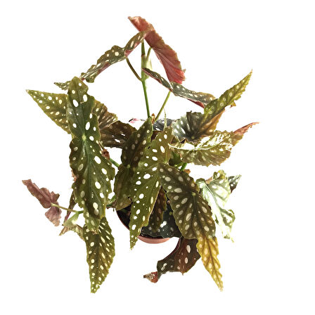 Begonia Maculata (Begonya Çiçeği)