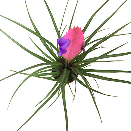 Tillandsia Cyanea (Hava Bitkisi)