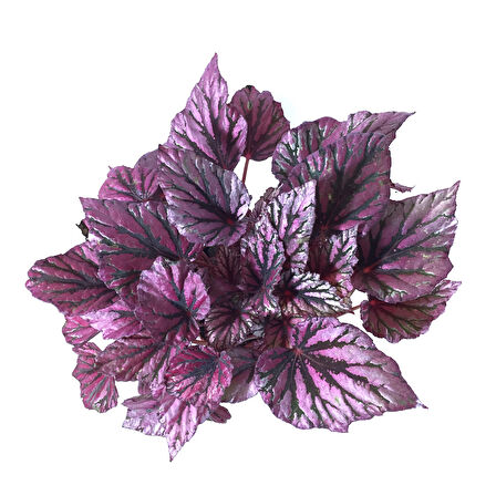 Begonia Rex 'Hugh McLauchlan' (Begonya Çiçeği)