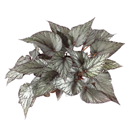 Begonia Rex 'Arctic Breeze' (Begonya Çiçeği)