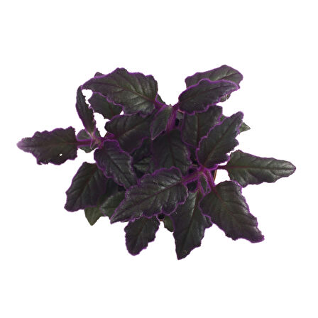 Gynura Aurantiaca (Mor Kadife Çiçeği)