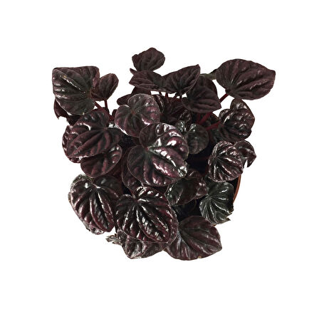 Peperomia 'Schumi Red' (Zümrüt Dalgası Çiçeği)