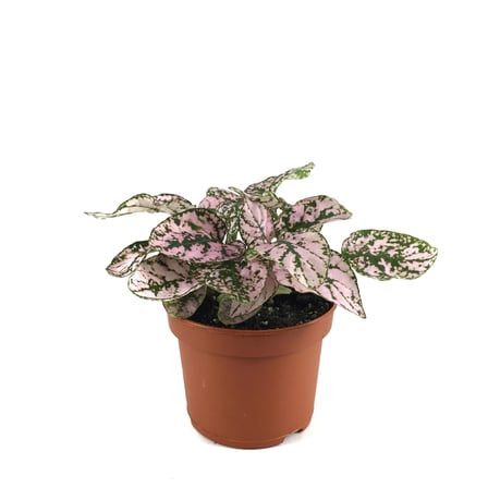 Hypoestes Phyllostachya 'Pink' (Hostes Çiçeği)