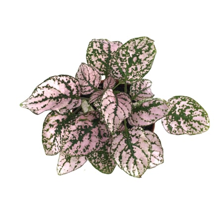 Hypoestes Phyllostachya 'Pink' (Hostes Çiçeği)
