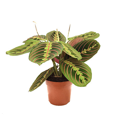 Maranta Leuconeura (Dua Çiçeği)