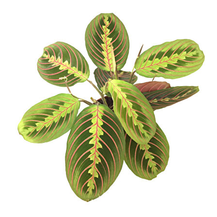 Maranta Leuconeura (Dua Çiçeği)