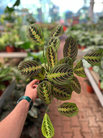 Maranta Leuconeura (Dua Çiçeği)