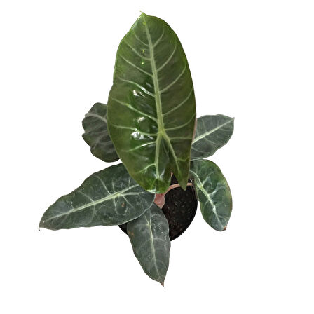 Alocasia 'Pink Dragon' (Fil Kulağı)