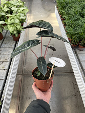 Alocasia 'Pink Dragon' (Fil Kulağı)