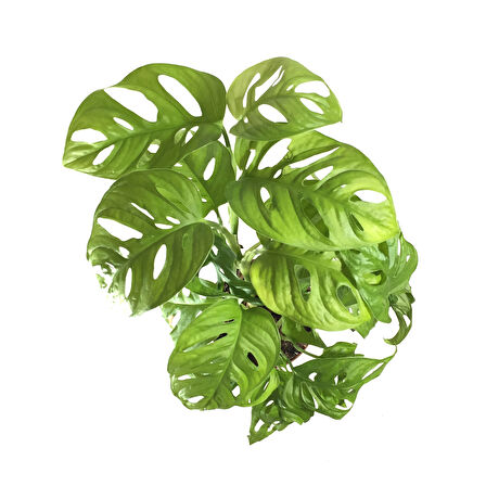Monstera Adansonii (Deve Tabanı)