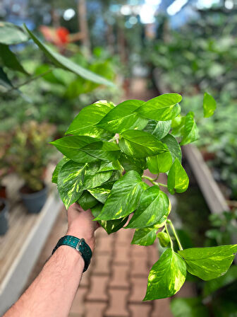 Epipremnum Aureum (Salon Sarmaşığı)