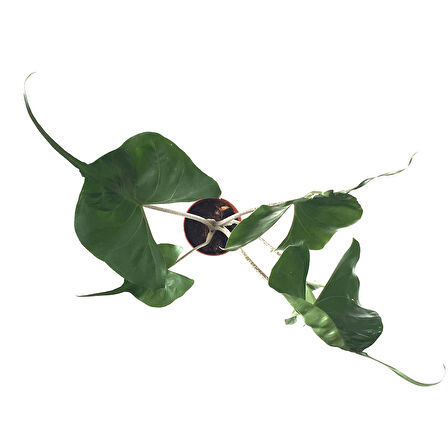 Alocasia Macrorrhiza 'Stingray' (Fil Kulağı) Ø12 CM Y45-50 CM