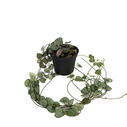 Ceropegia Woodii (Kalp Kalbe Karşı Çiçeği)