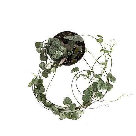 Ceropegia Woodii (Kalp Kalbe Karşı Çiçeği)