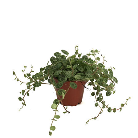 Peperomia Prostrata (Kaplumbağa Kabuğu Çiçeği)
