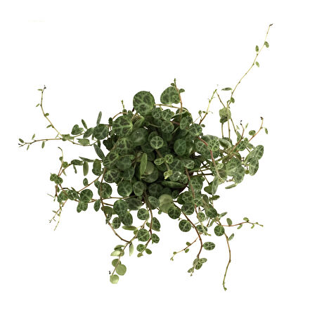 Peperomia Prostrata (Kaplumbağa Kabuğu Çiçeği)