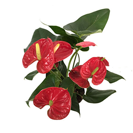 Anthurium Andraeanum 'Red' (Flamingo Çiçeği)