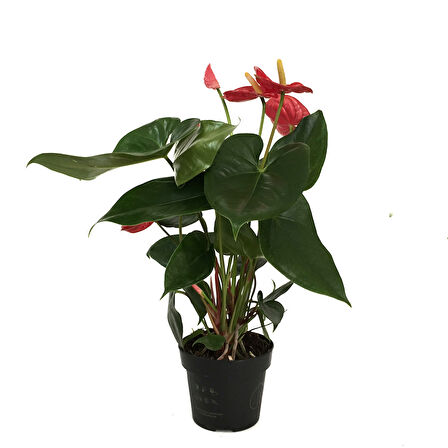 Anthurium Andraeanum 'Red' (Flamingo Çiçeği)