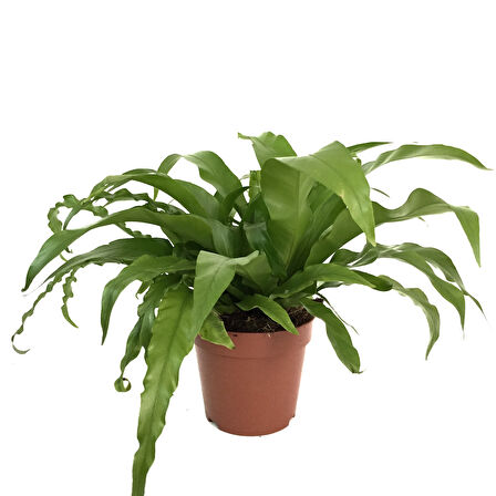 Asplenium Nidus (Eğrelti Otu)