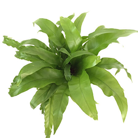 Asplenium Nidus (Eğrelti Otu)