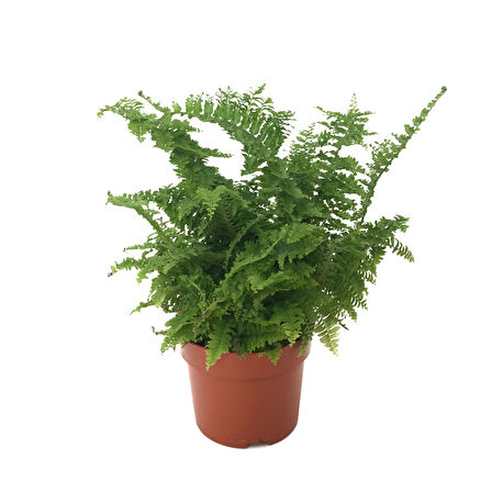 Nephrolepis Exaltata (Aşk Merdiveni)