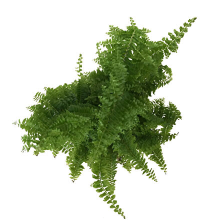 Nephrolepis Exaltata (Aşk Merdiveni)