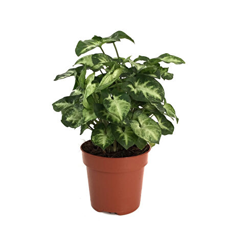 Syngonium Podophyllum 'Pixie' (Melek Kanadı Çiçeği)