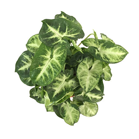 Syngonium Podophyllum 'Pixie' (Melek Kanadı Çiçeği)
