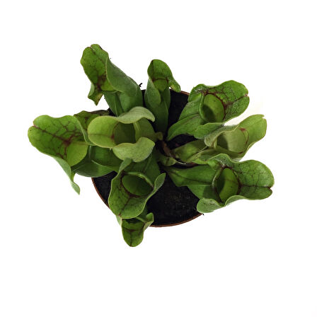 Sarracenia Purpurea 'Venosa' (Sinek Kapan Etobur Bitki)