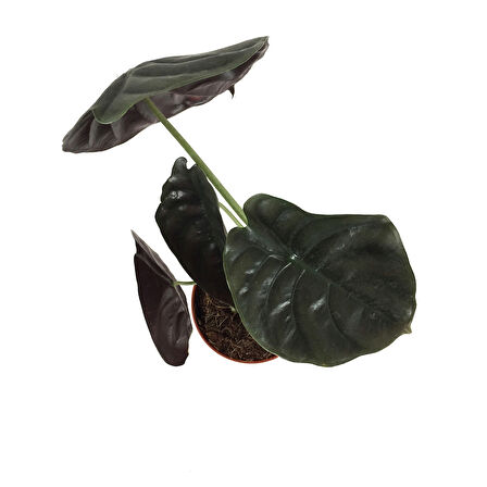 Alocasia Cuprea (Fil Kulağı)