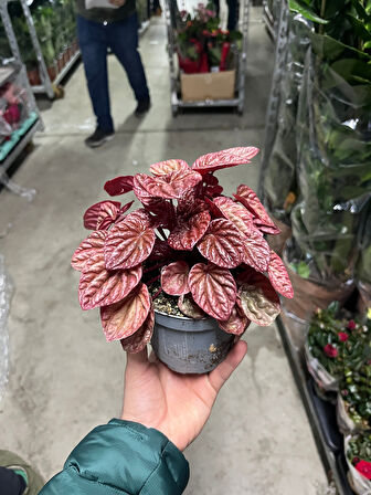 Peperomia Caperata 'Metallic Ripple' (Zümrüt Dalgası Çiçeği)