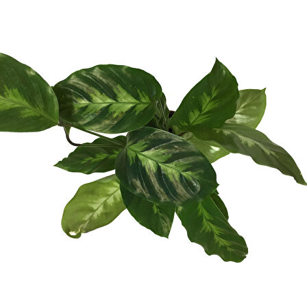 Calathea Misto (Dua Çiçeği)