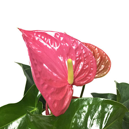 Anthurium Andraeanum 'Pink' (Flamingo Çiçeği)