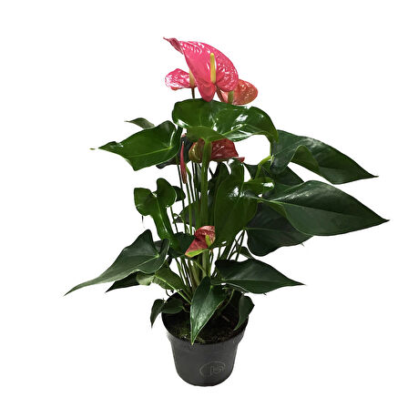 Anthurium Andraeanum 'Pink' (Flamingo Çiçeği)