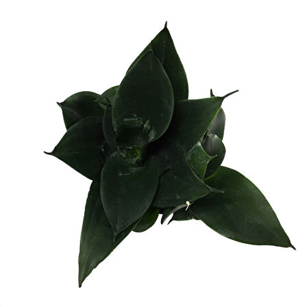 Sansevieria Jade (Paşa Kılıcı)