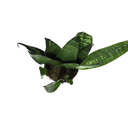 Sansevieria Zeylanica (Paşa Kılıcı)