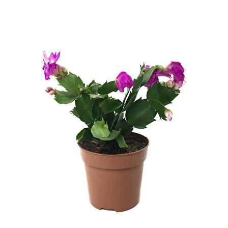 Schlumbergera 'Purple' (Yılbaşı Çiçeği)