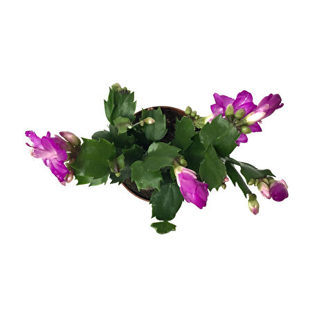 Schlumbergera 'Purple' (Yılbaşı Çiçeği)
