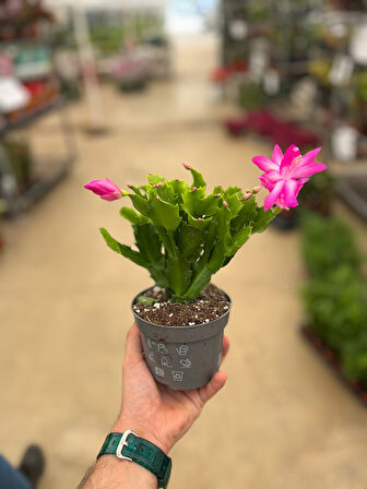 Schlumbergera 'Purple' (Yılbaşı Çiçeği)