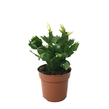 Schlumbergera 'White' (Yılbaşı Çiçeği)