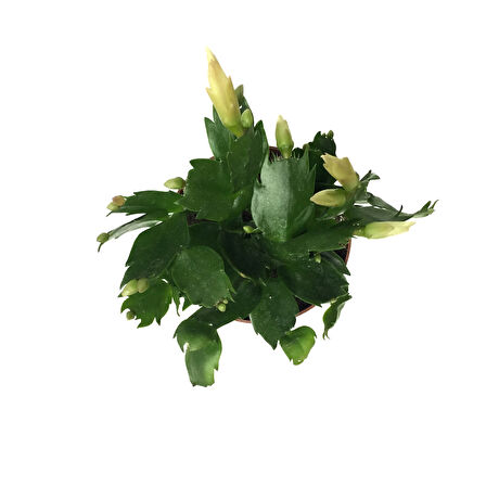 Schlumbergera 'White' (Yılbaşı Çiçeği)