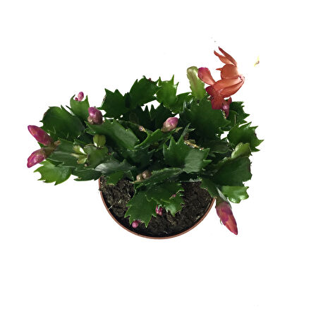 Schlumbergera 'Red' (Yılbaşı Çiçeği)