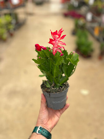 Schlumbergera 'Red' (Yılbaşı Çiçeği)